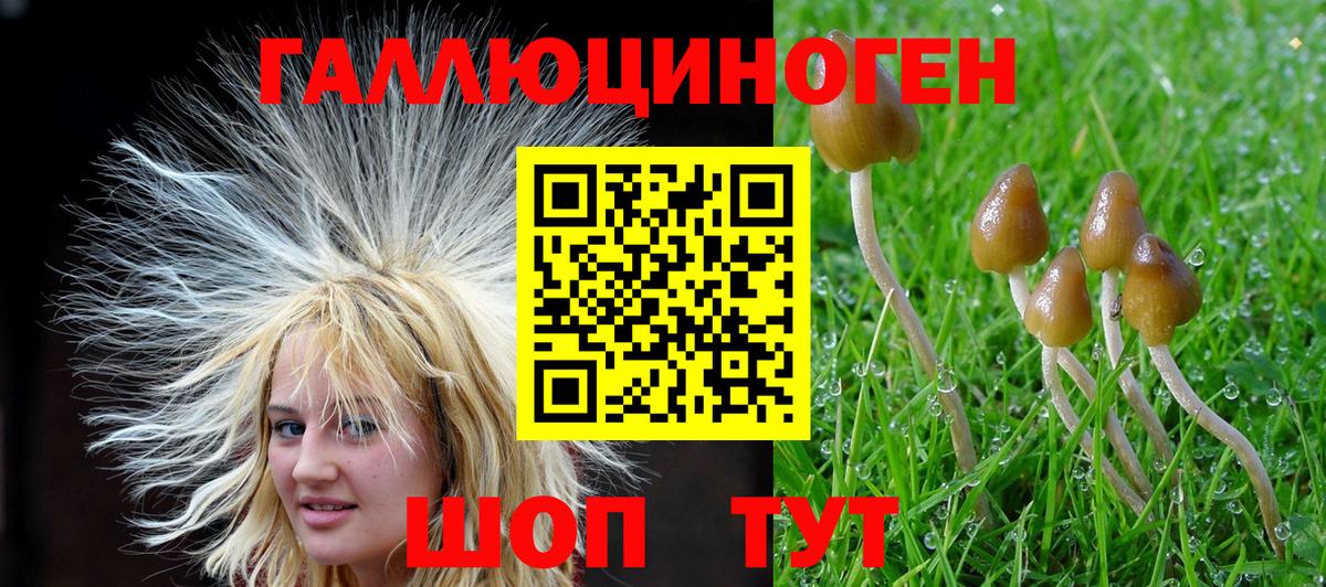 Галлюциногенные грибы Cubensis Курганинск
